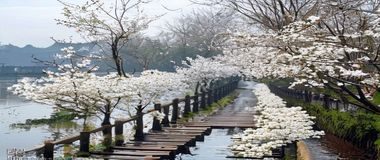 杭州西溪湿地梅花节现场，白色梅花点缀在古朴湿地木栈道旁，冬日暖阳下亲子漫步其间
