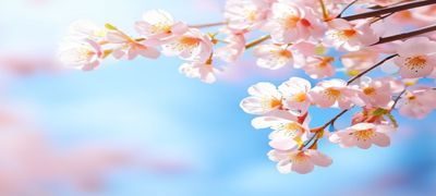 粉色樱花枝头特写，花瓣轻薄如纸，花蕊嫩黄，蓝天背景下花开烂漫，日系清新风格