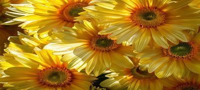 近距离拍摄的向日葵花盘，金黄色花瓣围绕深棕色种盘，阳光直射下纹理清晰，充满生命力